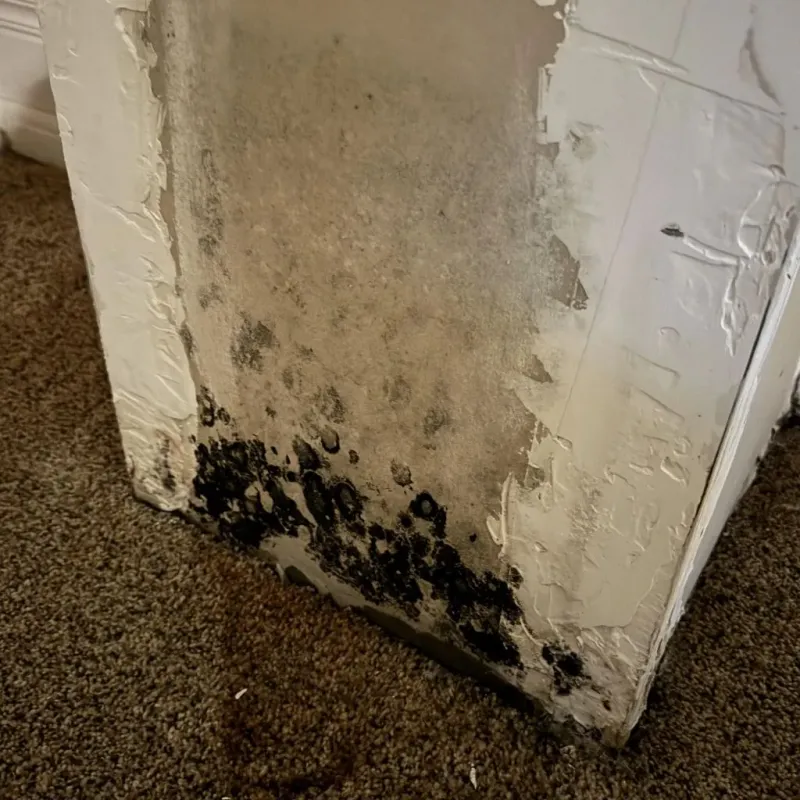 Professional Mold Removal in Hebron, ME